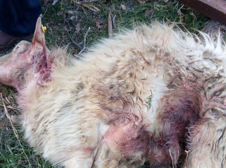 Orrore: pecore sbranate davanti al pastore 