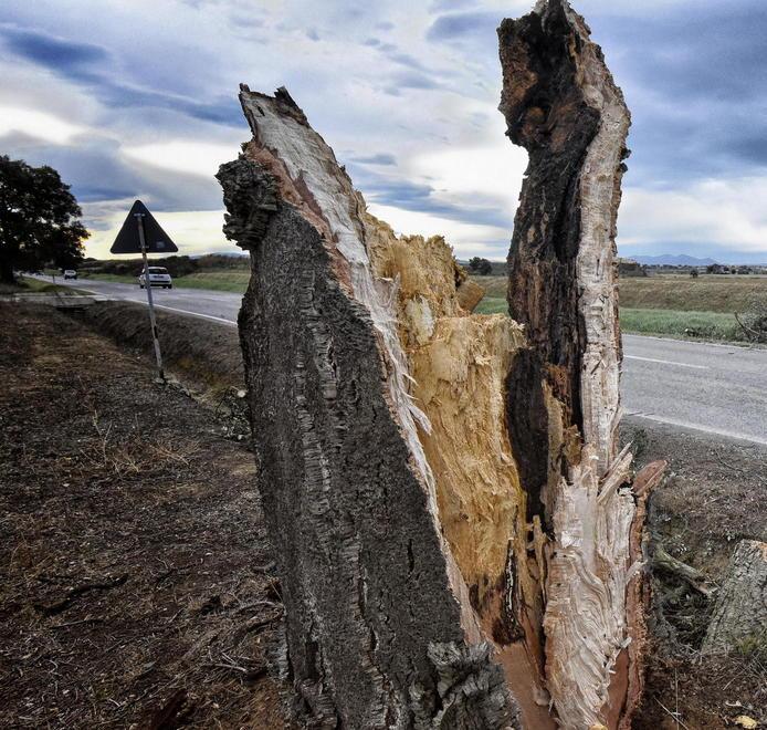 Tronchi e rami crollati danni per le auto in sosta 