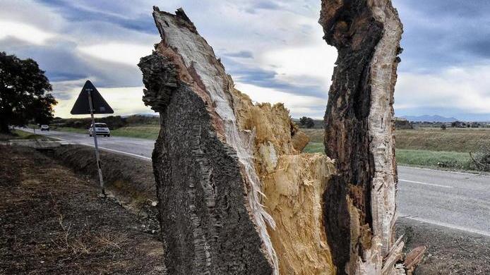 Tronchi e rami crollati danni per le auto in sosta