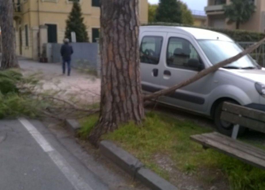 Forti raffiche di vento su Lucca cade un ramo in viale Cadorna