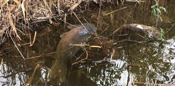 Allarme a Montramito Centinaia di pesci morti 
