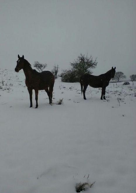 L’intera provincia nella morsa del gelo, neve alta in Goceano 