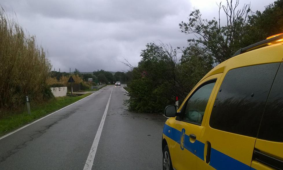 A Scopa il vento fa cadere un albero 