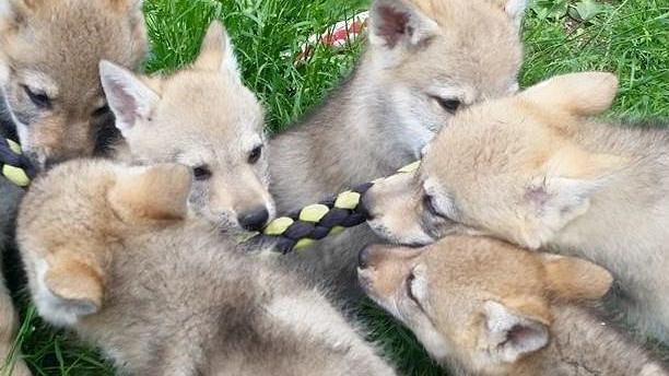 «Nel Dna dei cani le tracce degli incroci»