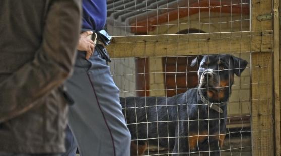 Un rottweiler (archivio)