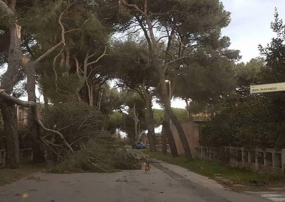 Il vento abbatte un pino sulla strada danni a un furgone 
