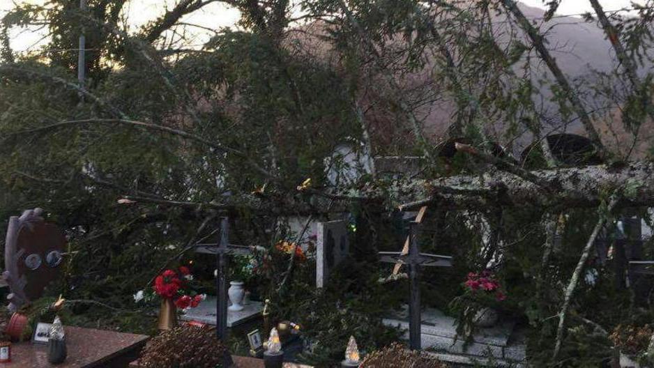 Un abete si abbatte sul cimitero