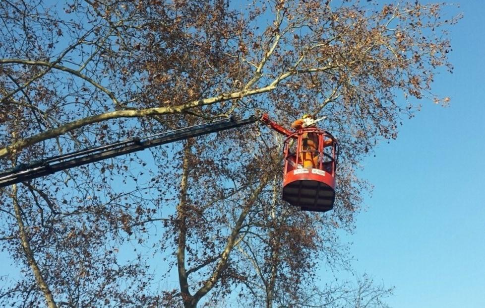 Il taglio degli alberi malati con problemi di stabilità