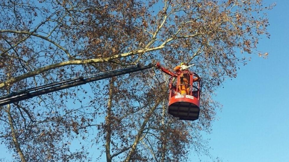 Il taglio degli alberi malati con problemi di stabilità
