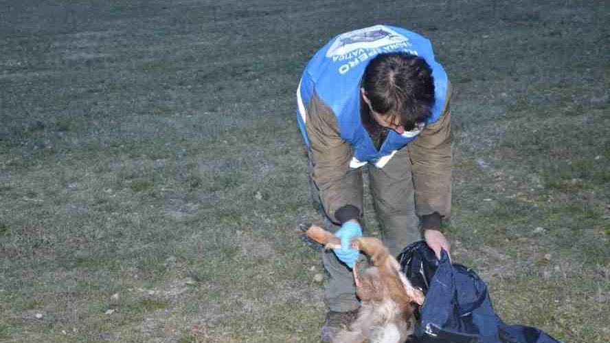 «I lupi si avvicinano troppo alle case»