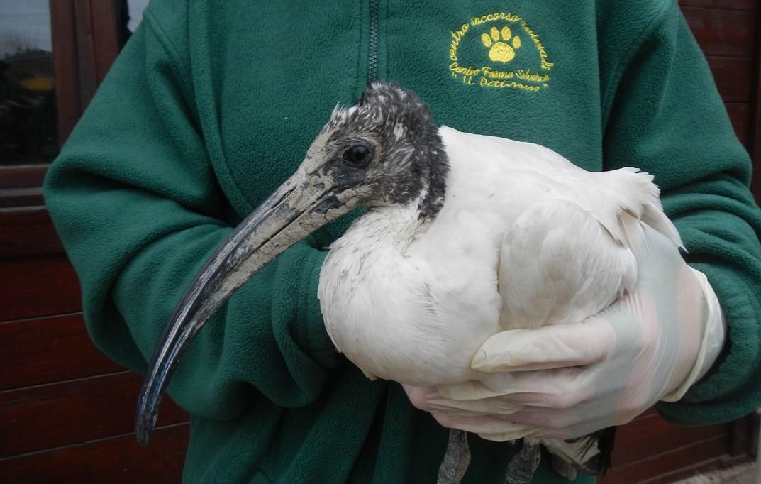 Modena , il ritorno degli Ibis dopo 400 anni di assenza