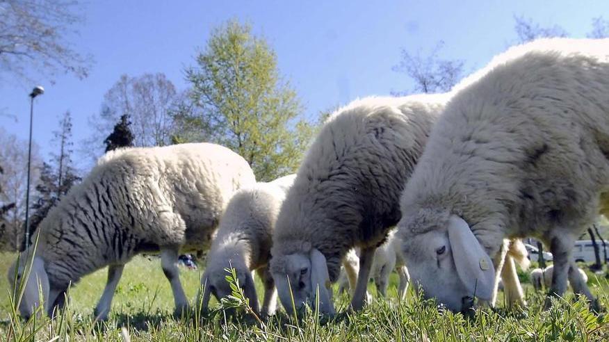 Stop alle predazioni Attesi a Magliano centinaia di pastori