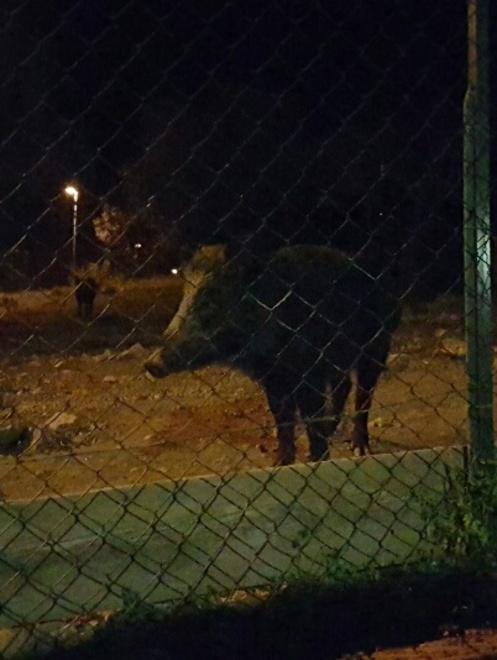 Sos cinghiali, abbattuti 22 capi 