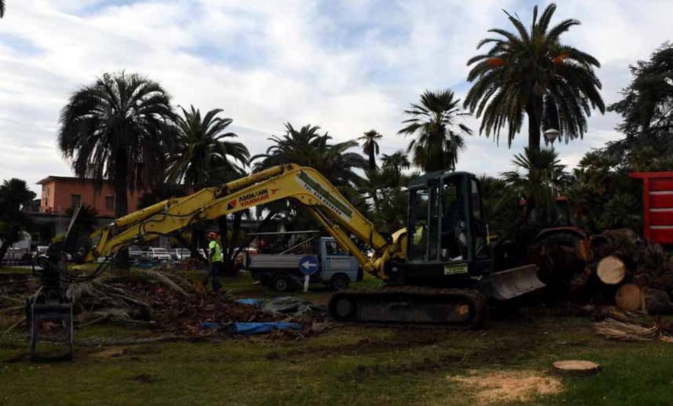 Abbattute le palme di piazza Stazione