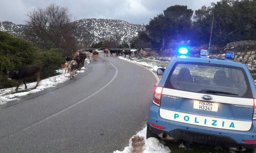 Una mandria in fuga dal Supramonte