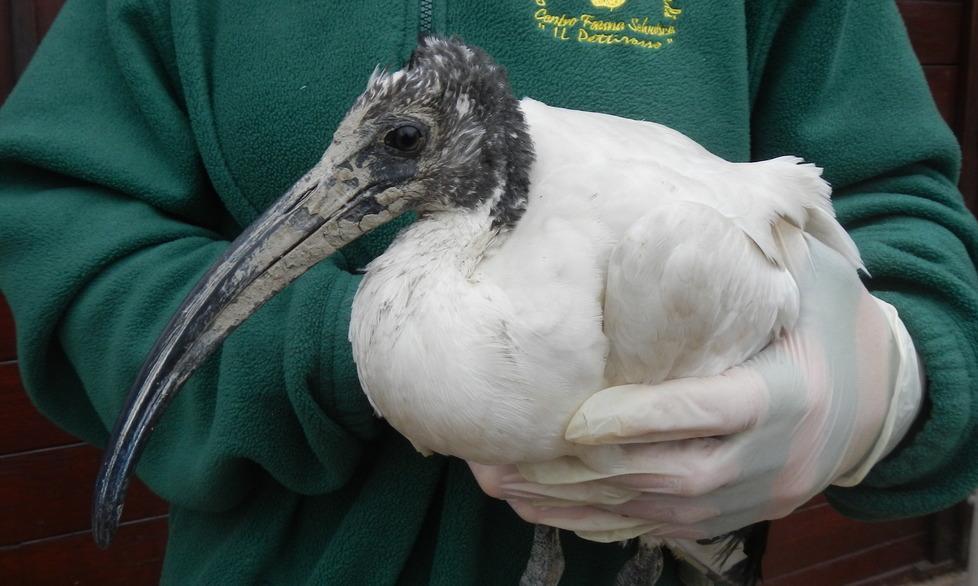 Dopo 400 anni, sono tornati gli Ibis