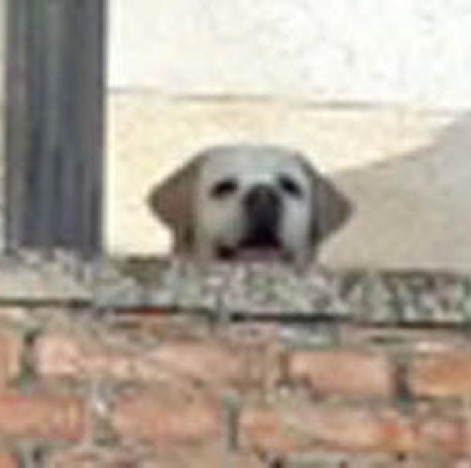 Soccorso un cane bloccato in una casa diroccata