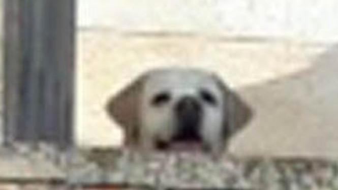 Soccorso un cane bloccato in una casa diroccata