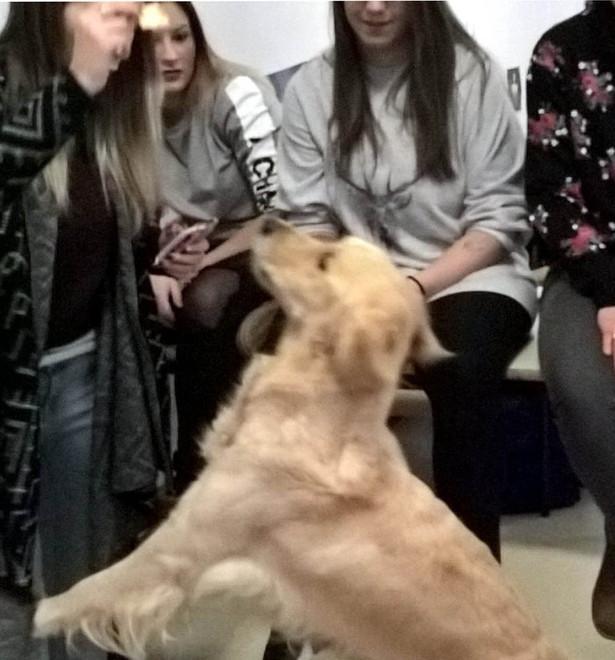 Anche la pet terapy arriva sui banchi di scuola