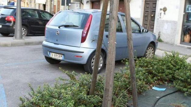 Aiuole di viale Castracani, i negozianti: incuria totale
