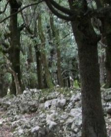 Appello per gli operai di Forestas 