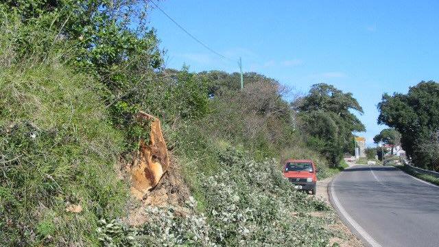 Maltempo, distrutti ettari di sugherete in Gallura e Goceano
