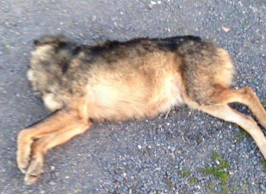 Canide decapitato a Pitigliano Analisi per capire se è un lupo 