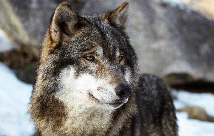 Lupi sulle Apuane, la convivenza è possibile 
