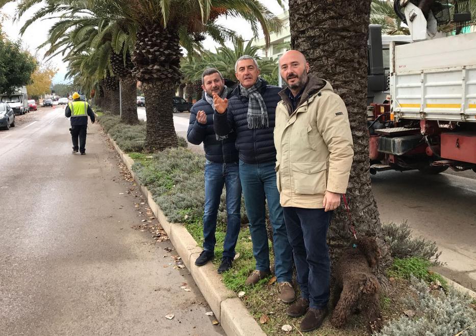 Conoci, Piras e Lubrano “salvano” una palma sana 