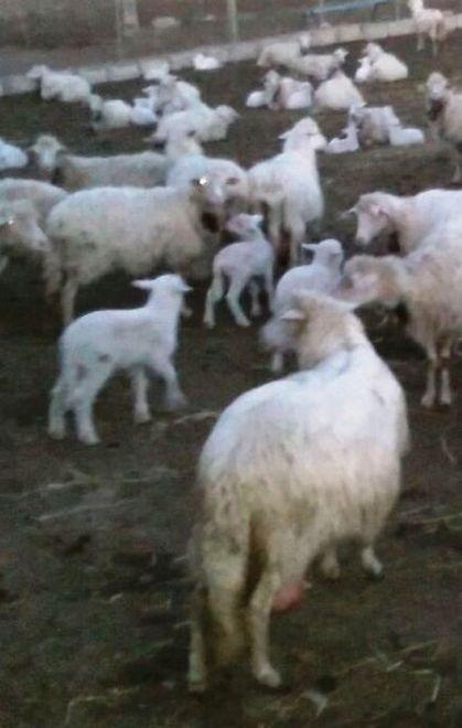 Busachi, focolaio di agalassia 