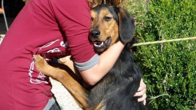 Anagrafe canina, ogni anno 4.000 iscrizioni in più all'Asl Toscana Centro