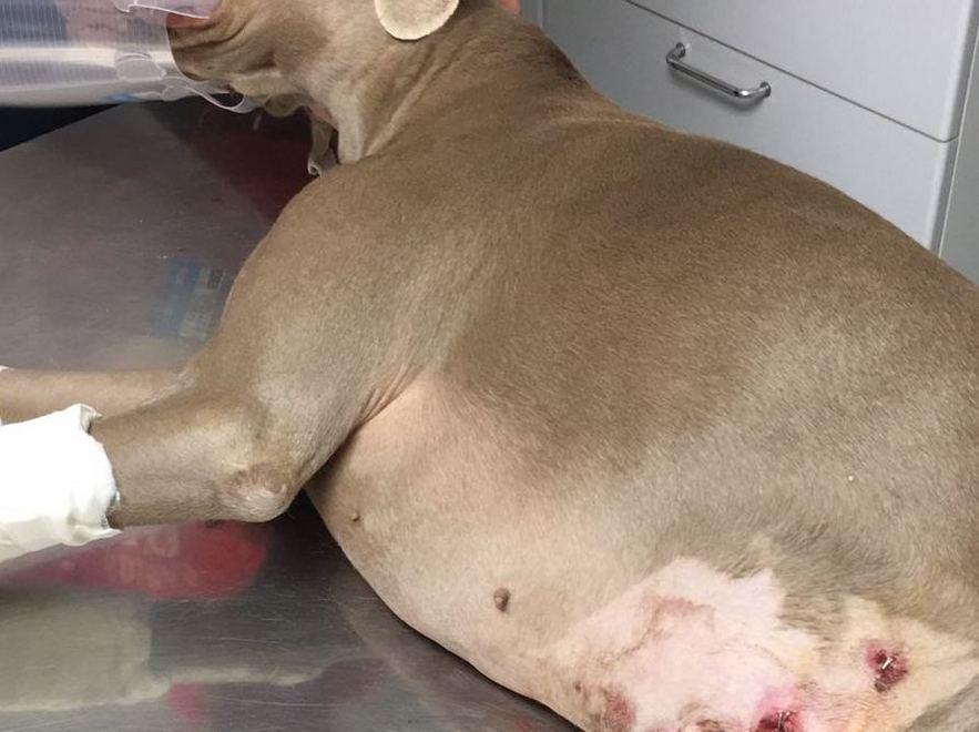 Il cane Diva e le ferite medicate dal veterinario