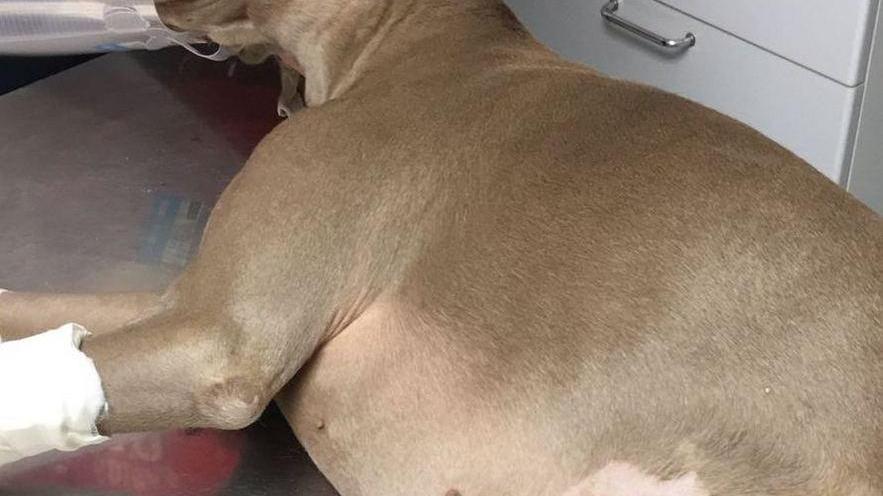 Il cane Diva e le ferite medicate dal veterinario