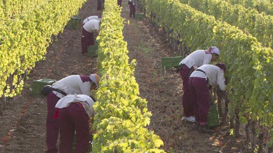 Come chiedere la disoccupazione agricola