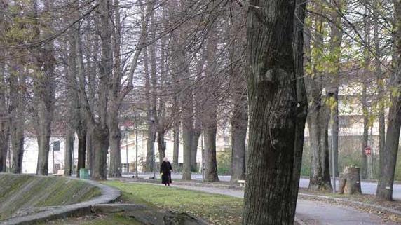 Tanti alberi pericolanti rimozione alle Piagge