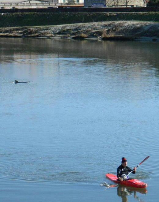 Ringhio o Ranieri? Diamo un nome al delfino dell’Arno 