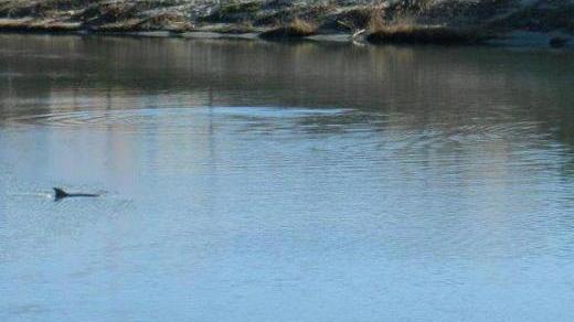 Ringhio o Ranieri? Diamo un nome al delfino dell’Arno