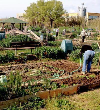 Orti e aiuole da adottare Due bandi per i cittadini