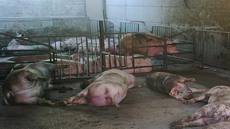 Aritzo, scoperto e debellato un focolaio di peste suina