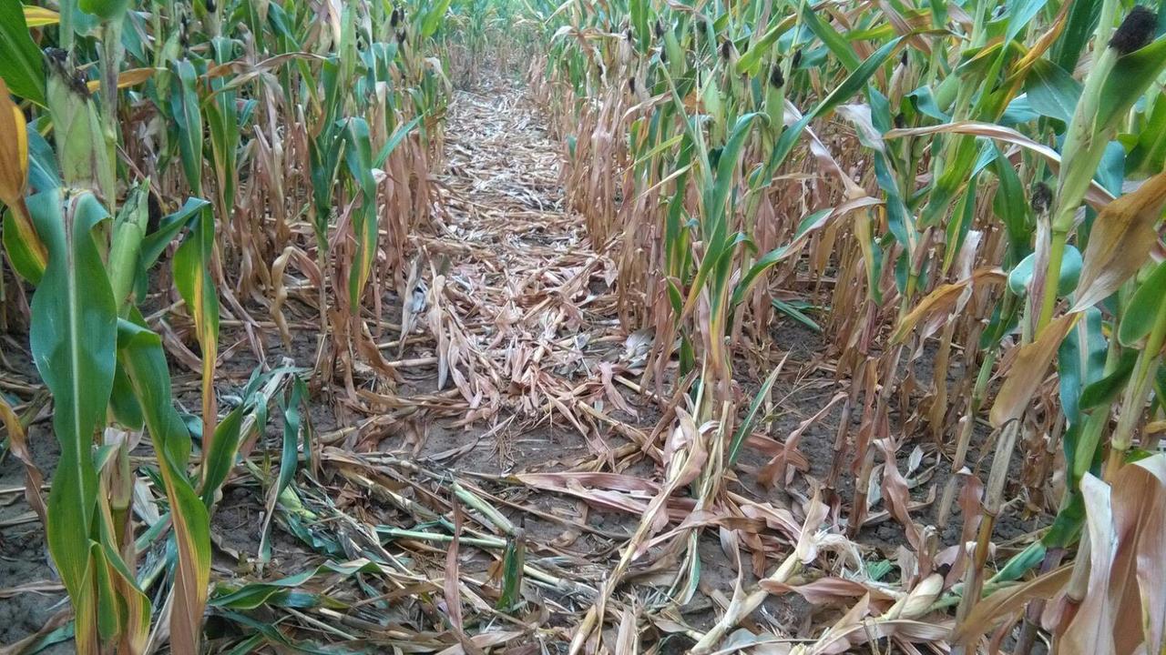 Un campo di granturco con un corridoio creato dai cinghiali