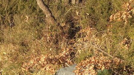 Rifiuti nel bosco e nessuno li rimuove