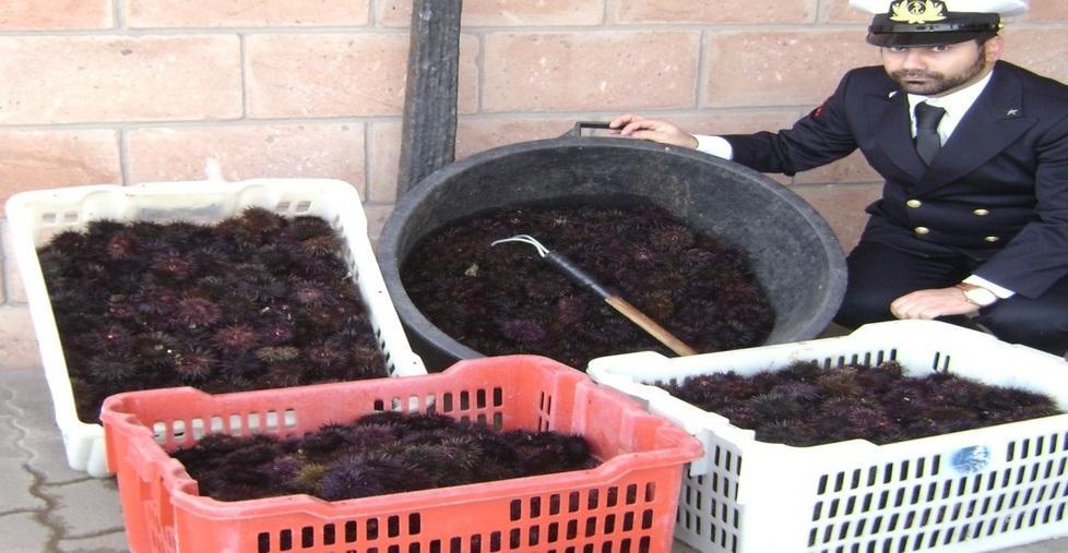 Oltre 1500 ricci nei cestini multato pescatore sassarese