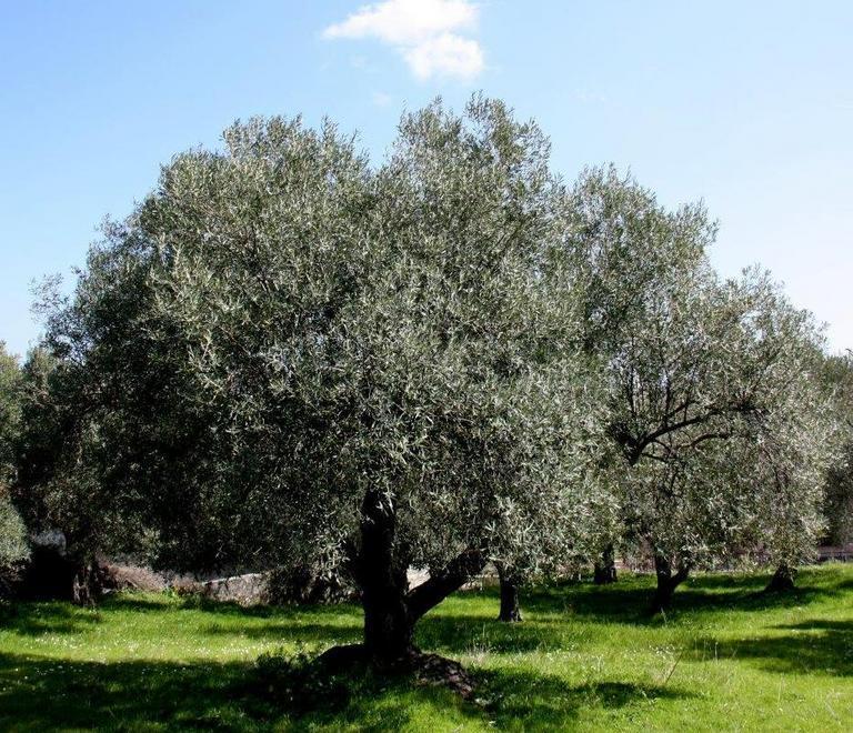 Produzione e innovazione per rilanciare l’olivicoltura 