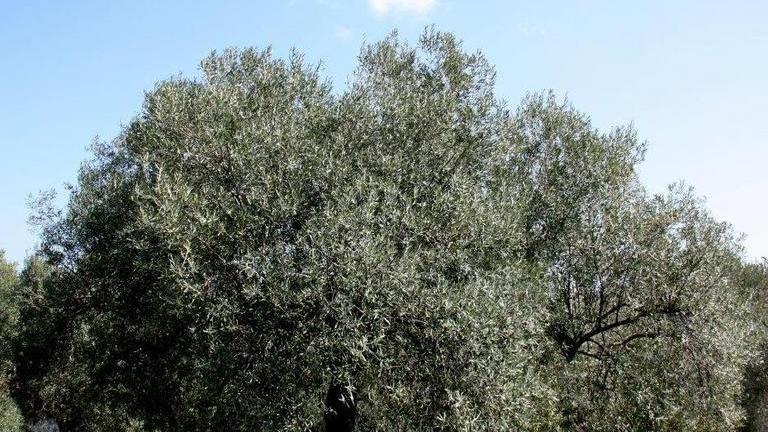 Produzione e innovazione per rilanciare l’olivicoltura 