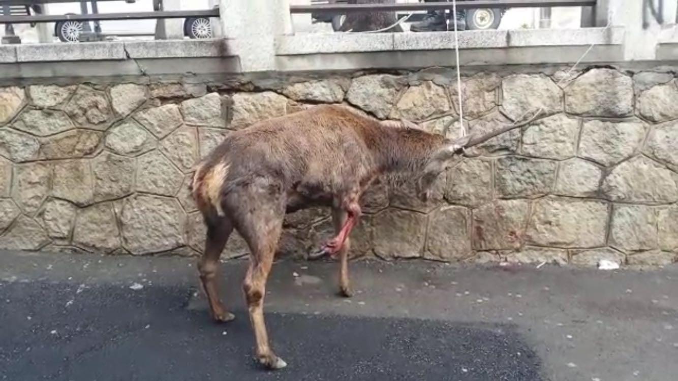 Guspini, cervo sofferente con la zampa mutilata vaga in paese: soccorso dai forestali