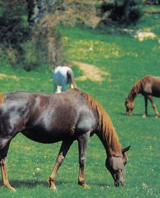 Bauladu, cavalli al pascolo nel parco di Tzinnuri