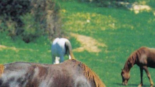 Bauladu, cavalli al pascolo nel parco di Tzinnuri