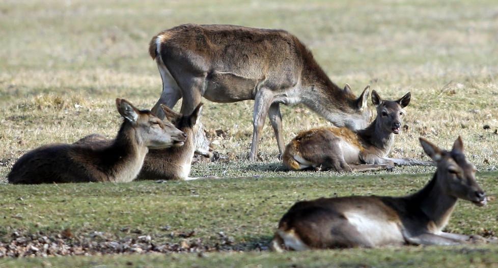 Nella riserva per guardare il cervo dritto negli occhi 