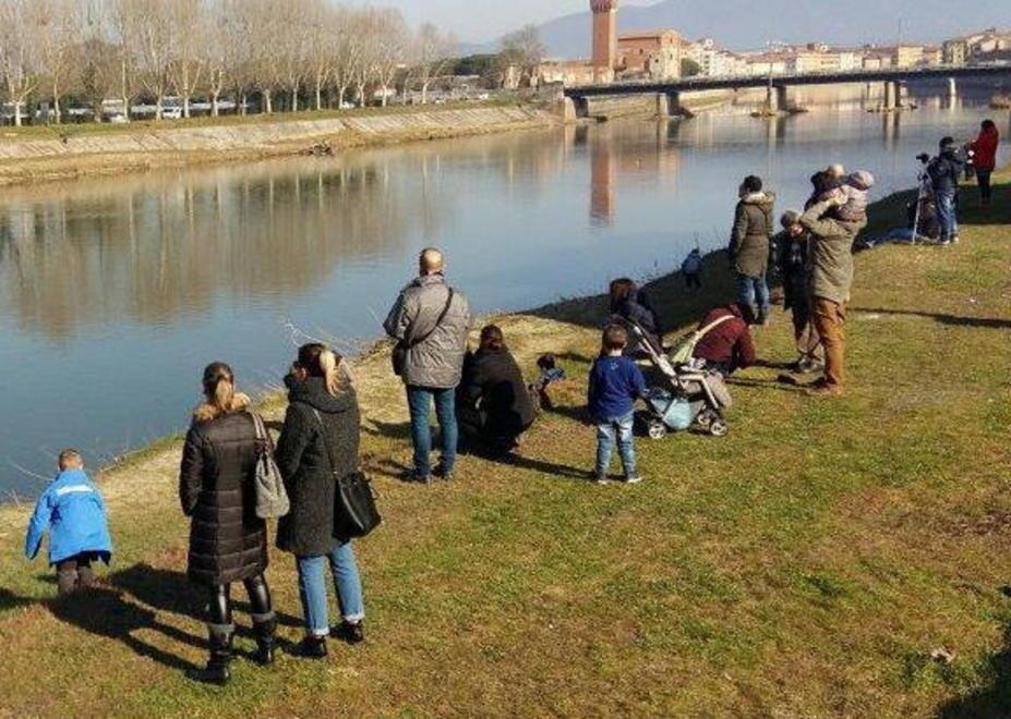 Il delfino è una star, a decine sui lungarni per vederlo