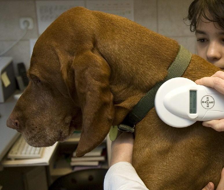 A Marrubiu microchip gratuito per i cani